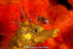 Red and Yellow by Salvatore Ianniello 